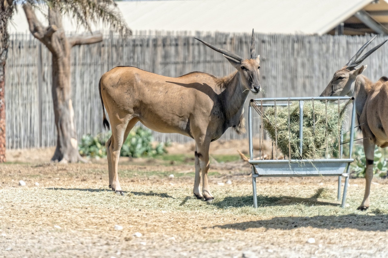 Antelopes Standing at Hay Feeder