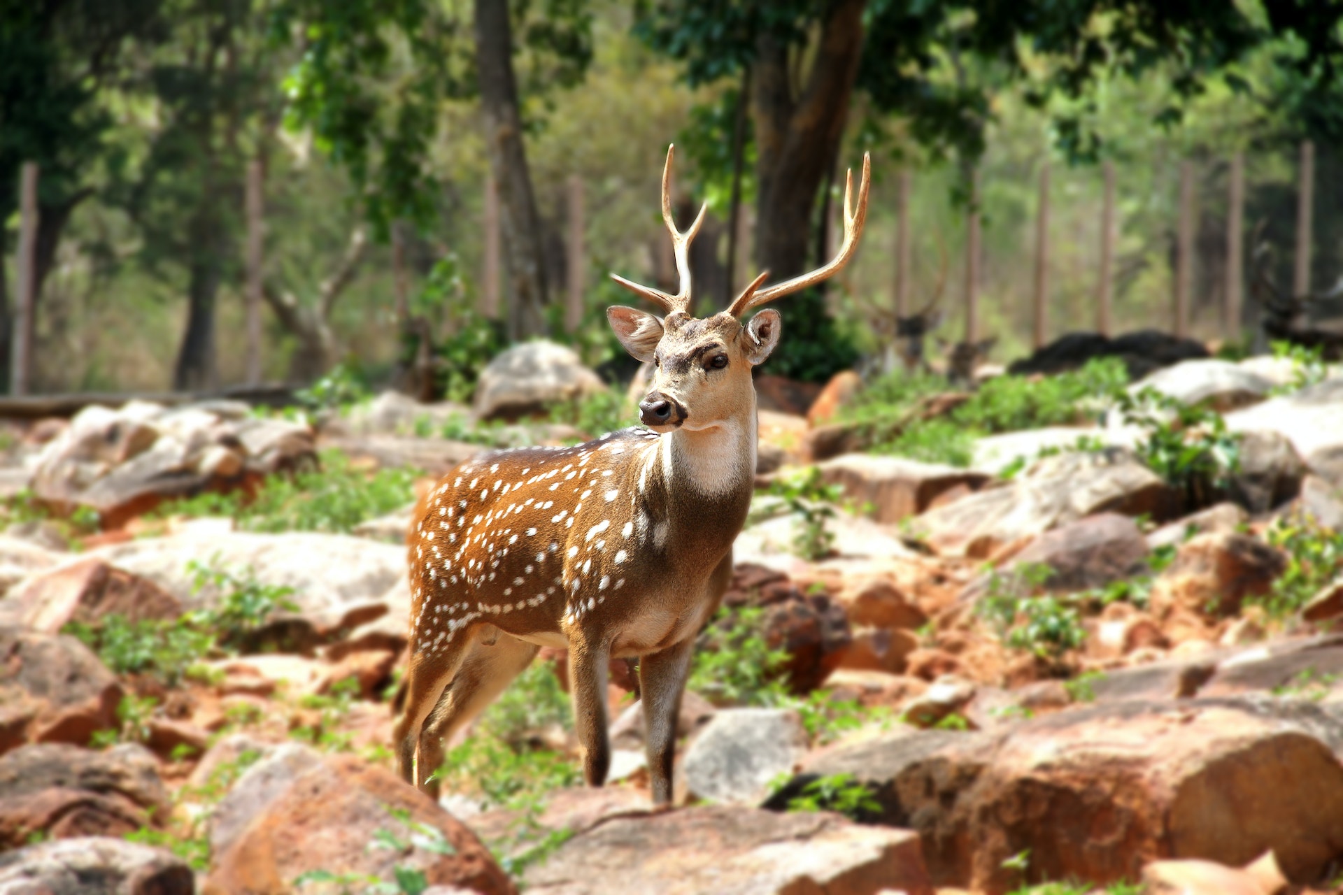 Wildlife Sanctuaries In India - A Guide To India's Natural Treasures
