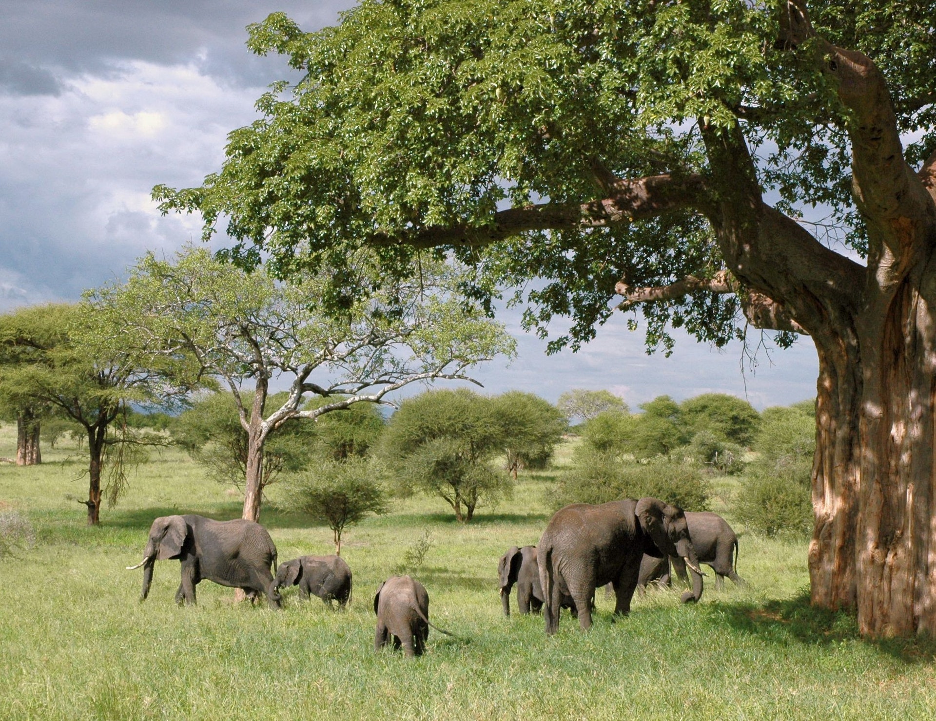 Wildlife Safaris In The Serengeti - Tips And Recommendations For Unforgettable Encounters