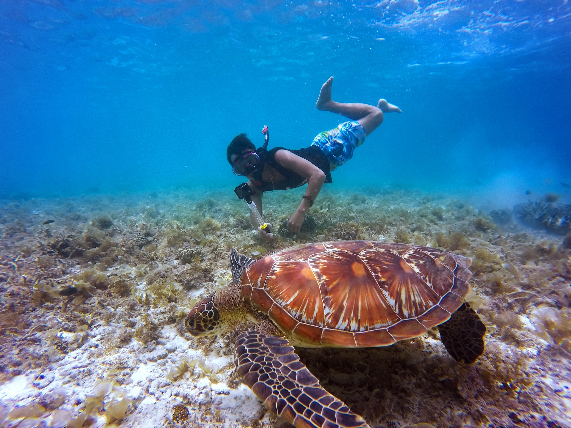 Snorkeling And Diving In The Great Barrier Reef - Exploring The Underwater World