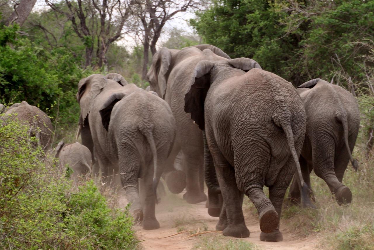 Where To See The Big Five In Southern Africa