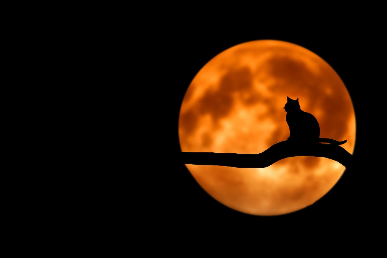 Cat at Full Moon