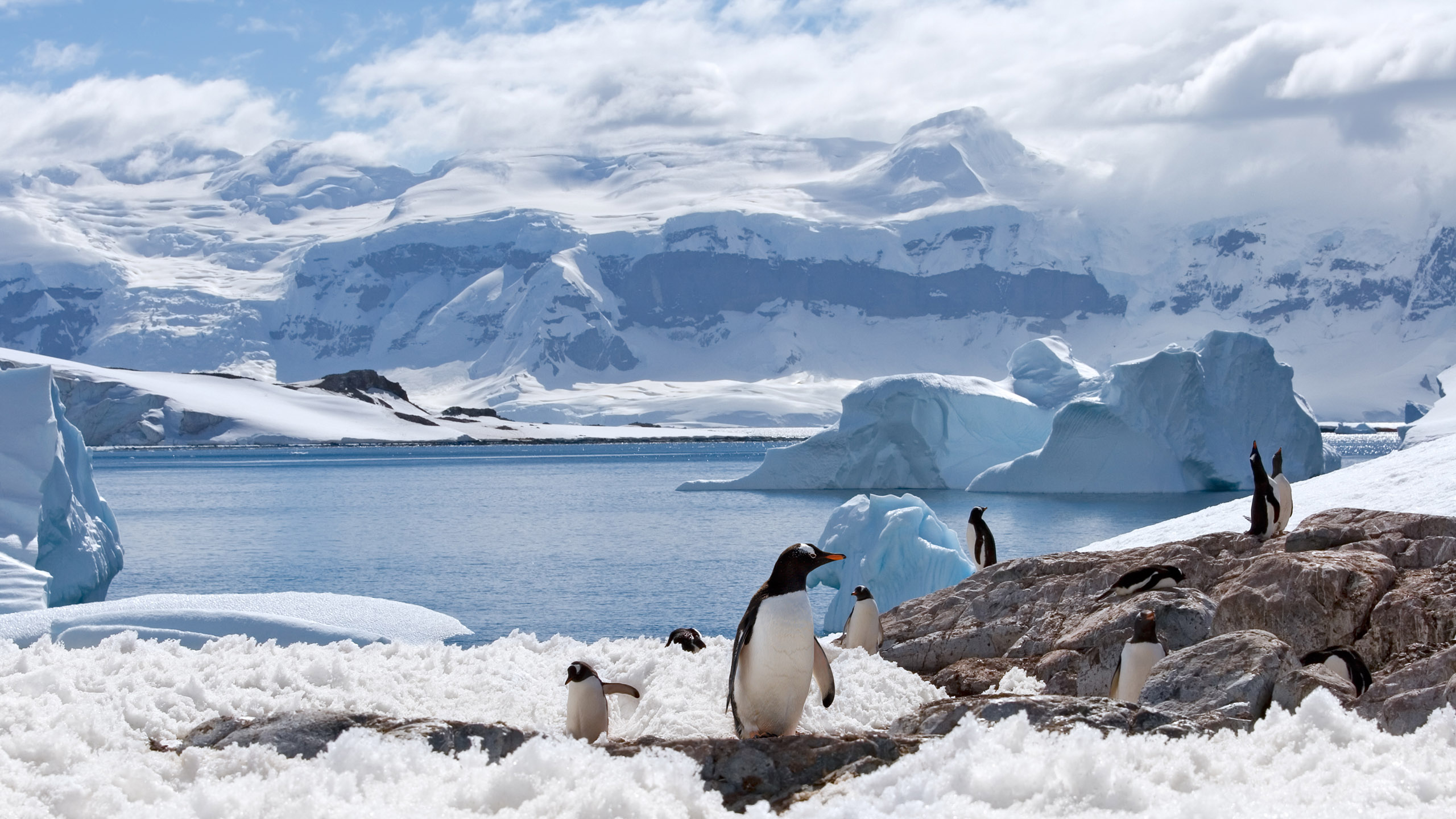 Some Penguins walking in Antarctica