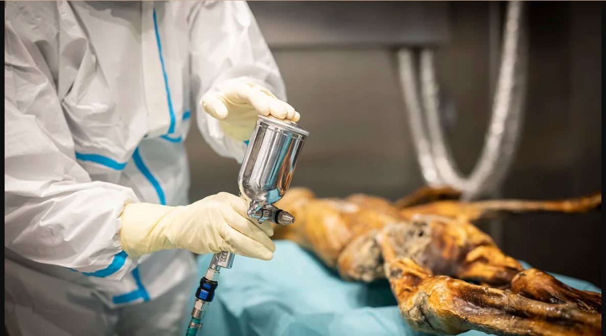 An expert humidifies Ötzi's mummy at the South Tyrol Museum of Archaeology