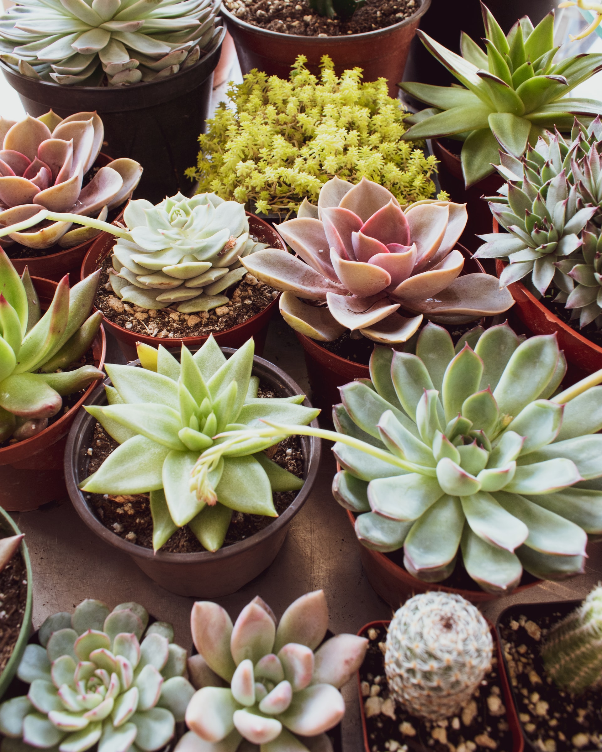 A variety of succulent plants of different colors, shapes, and sizes planted in different pots