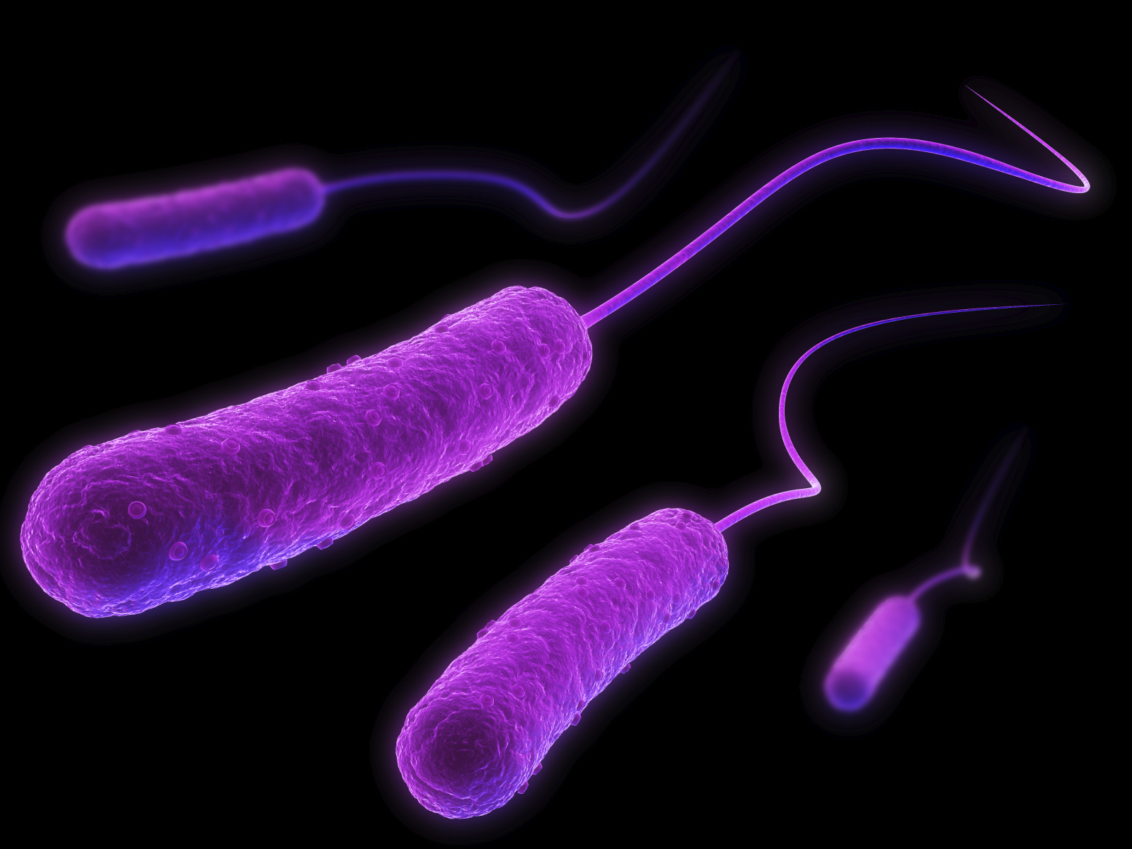 A representation of four Escherichia coli in purple