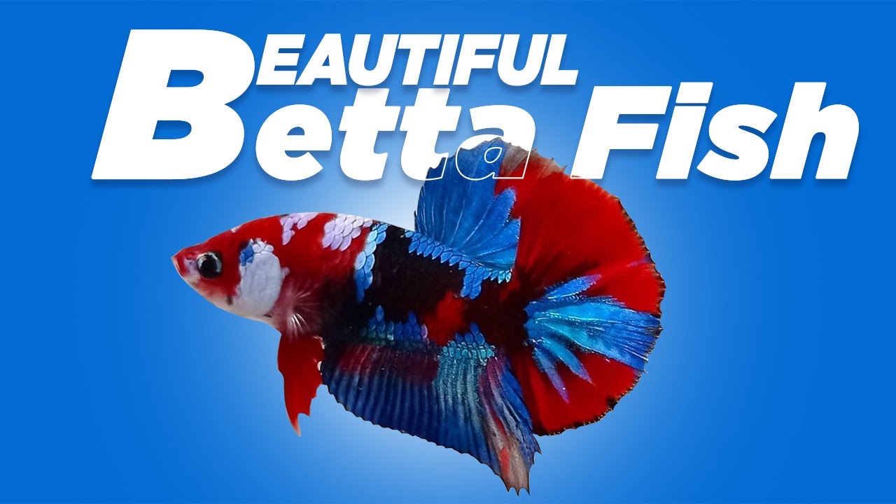 Betta Fish For Sale - A Comprehensive Guide