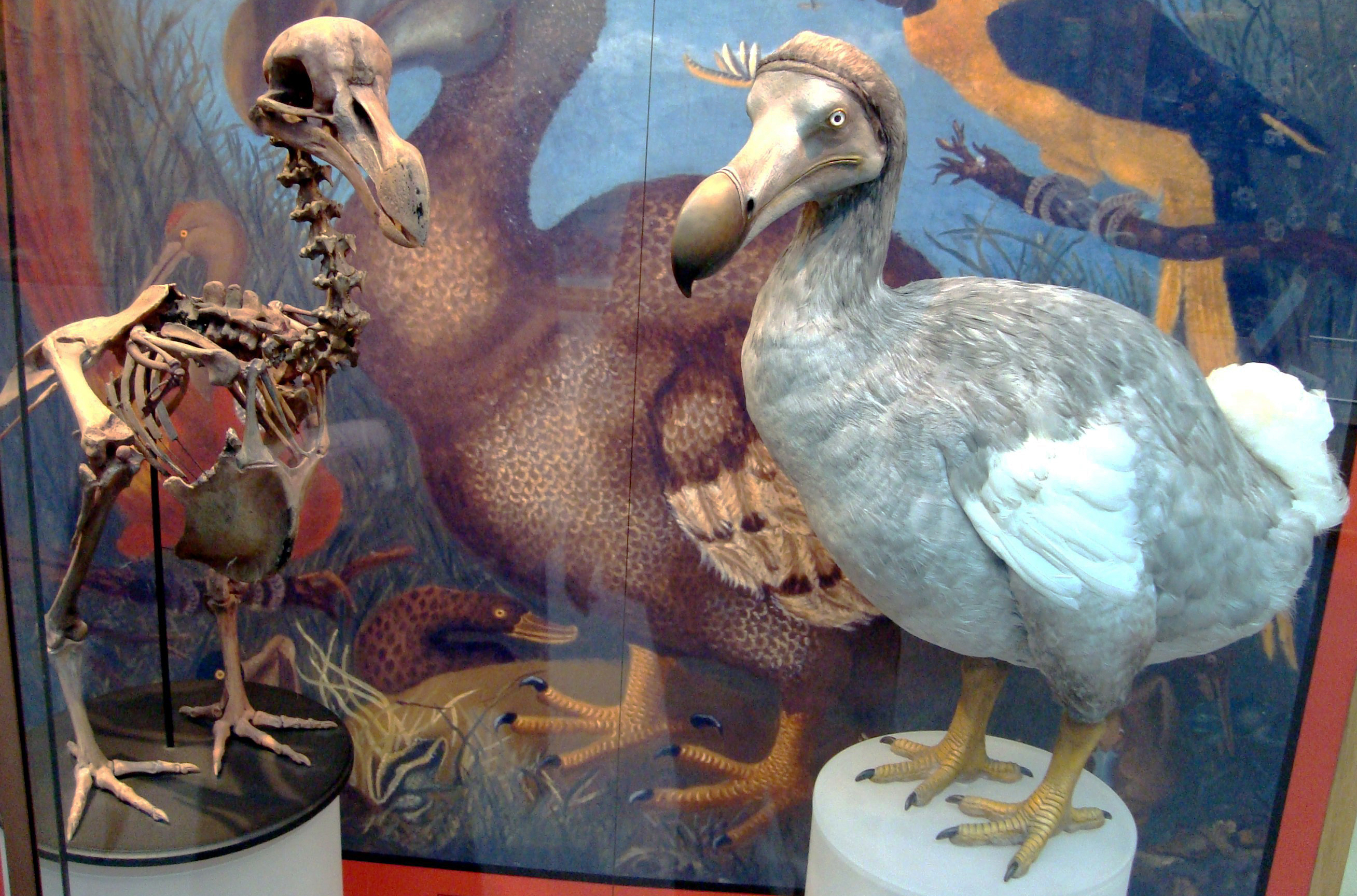 Oxford Dodo display