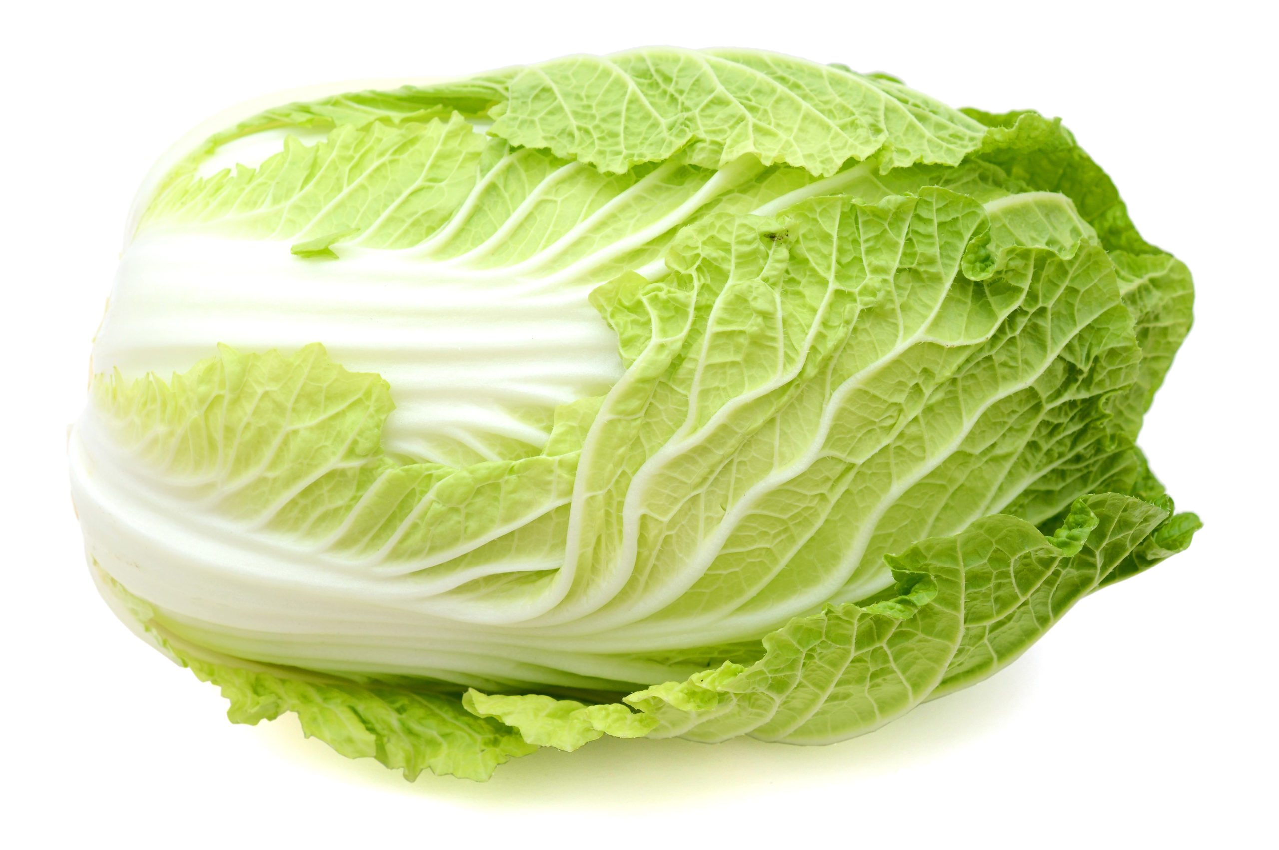 Napa cabbage vegetable