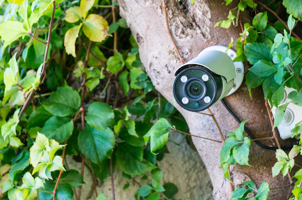 A security camera on a tree branch