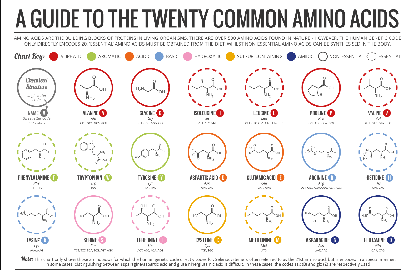 Twenty amino acids with their names chart