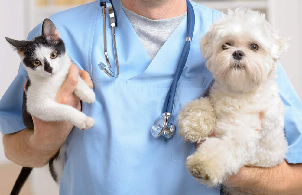 A veterinarian with a stethoscope holds a cat and a dog.