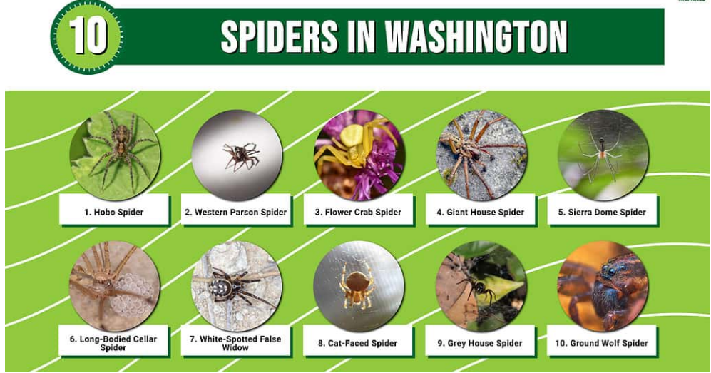 A chart showing ten common spiders in washington