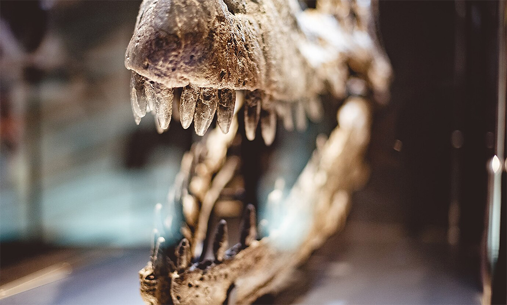 Giant Pliosaur Skull