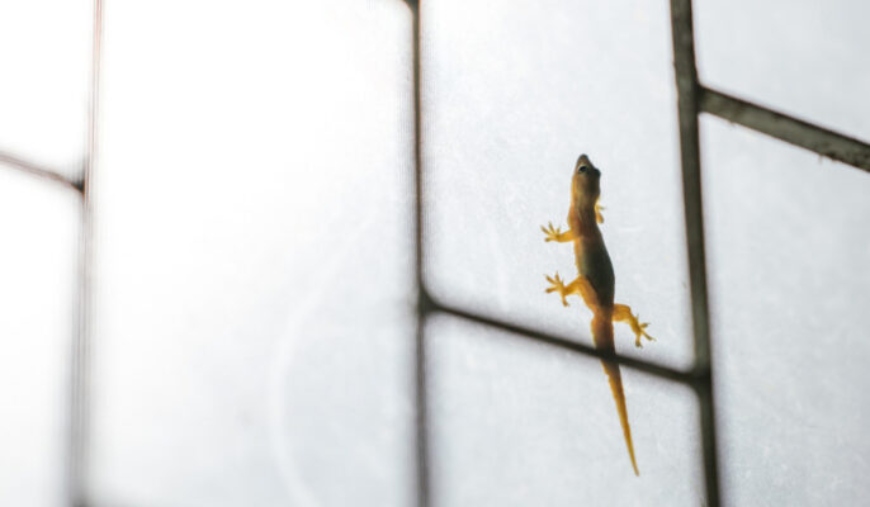 Lizards on a window screen