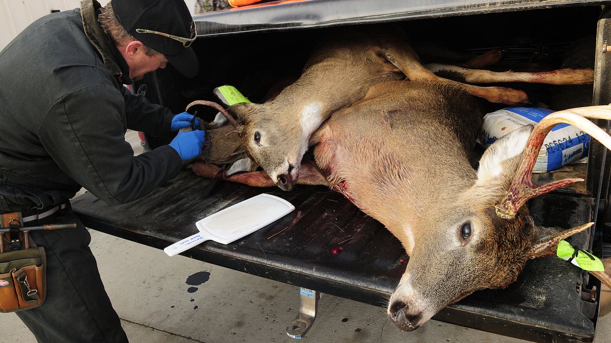A man loading deer affected by the zombie disease in his truck