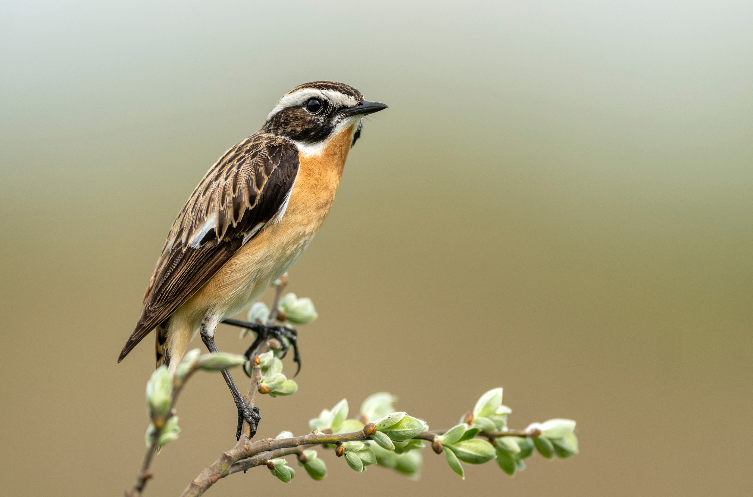 A Whinchat perched on a flower branch