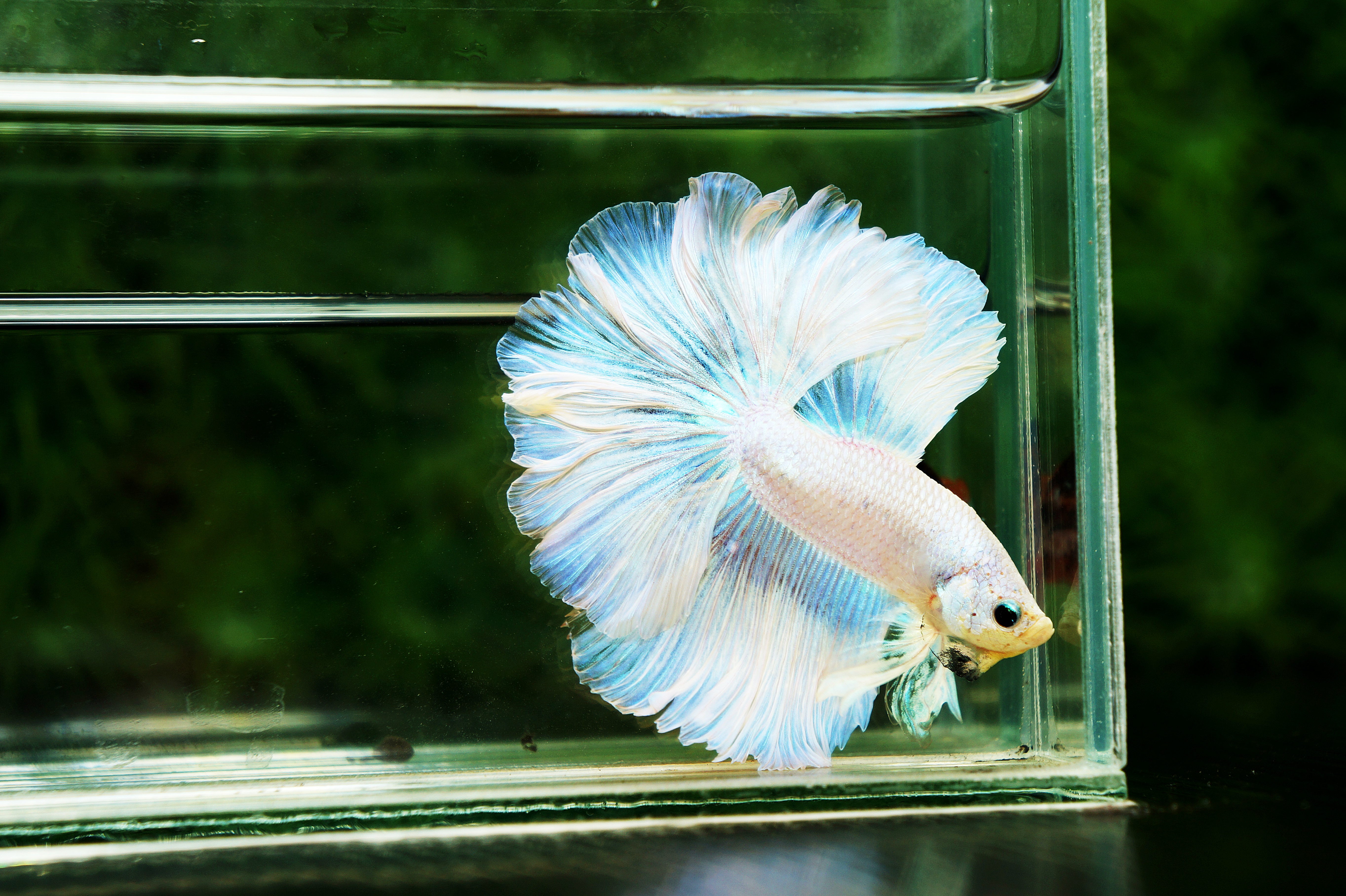 White Betta Fish in a water tank