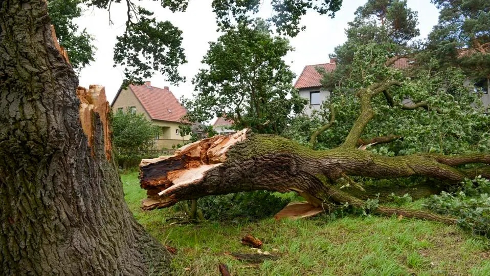 Fallen tree on ground