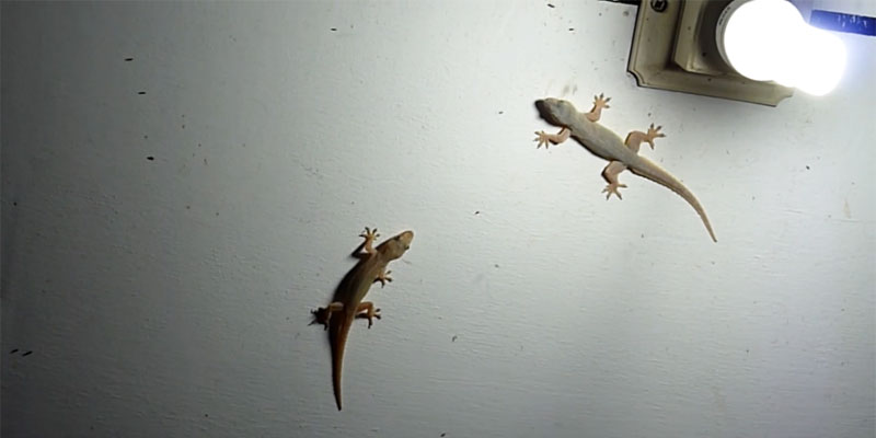 Lizards on a wall