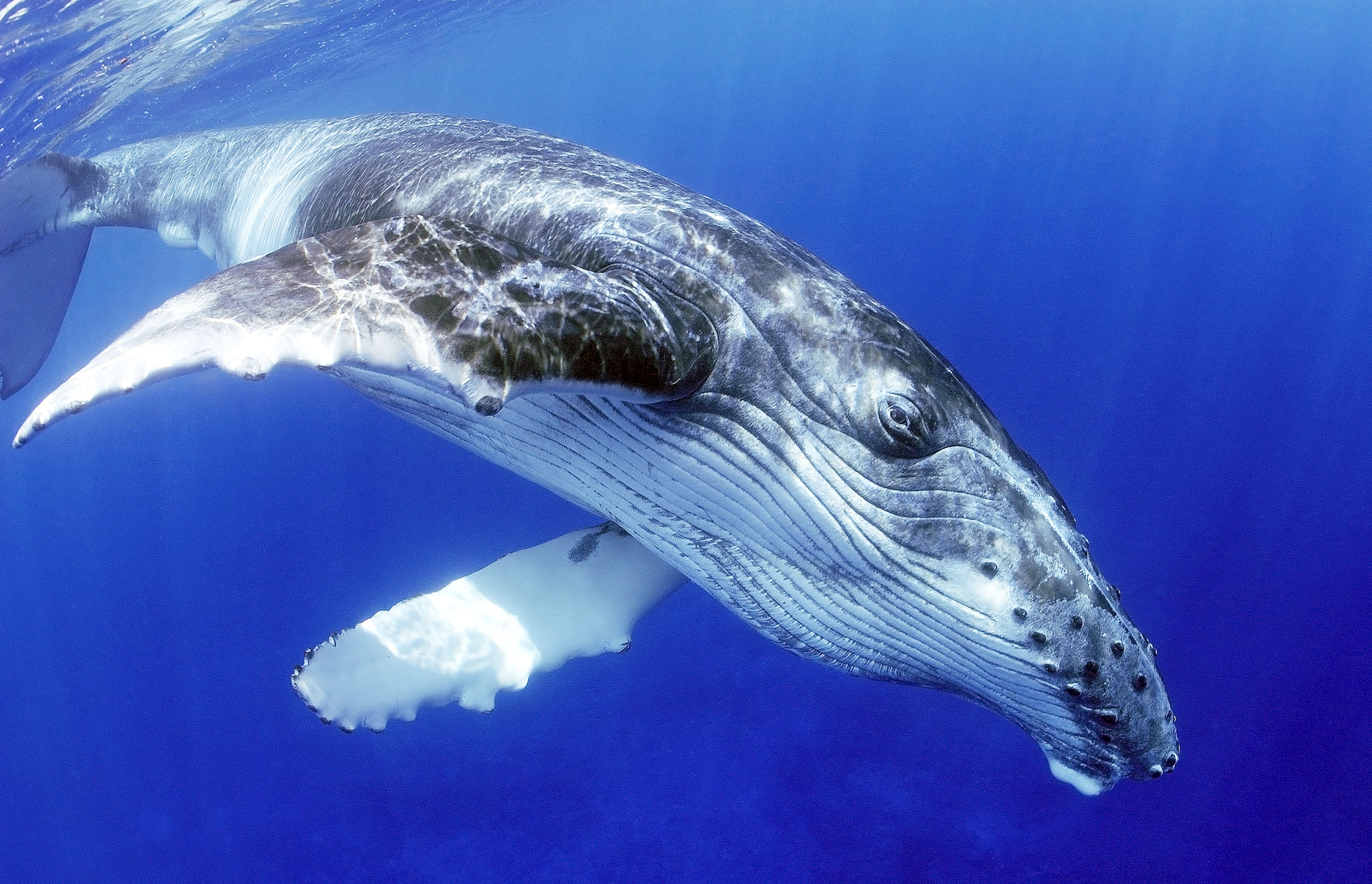 A humpback whale swimming in the ocean