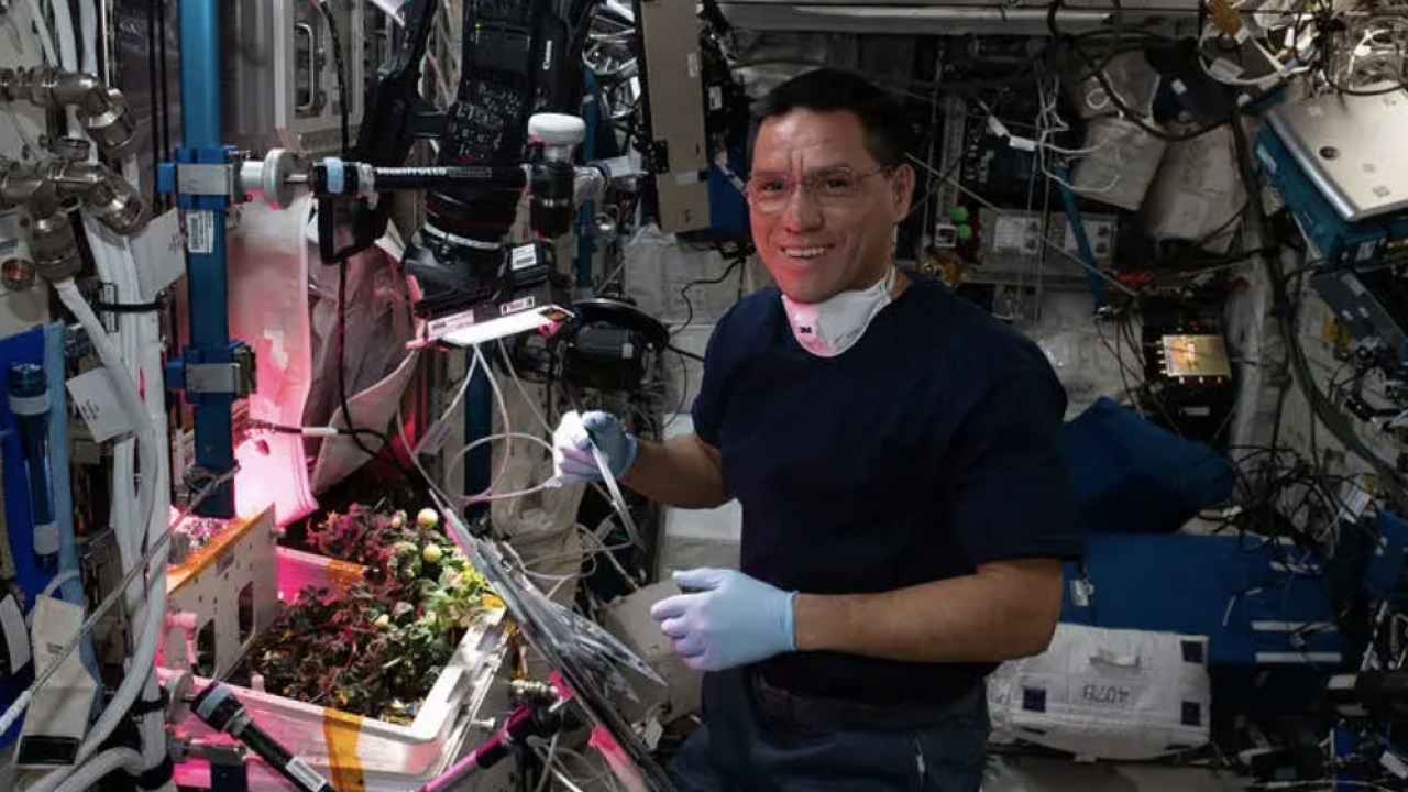 Astronaut Frank Rubio with grown tomato plant
