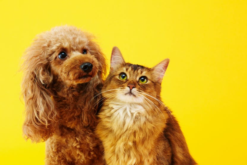 A dog and a cat sitting next to each other on a yellow background.