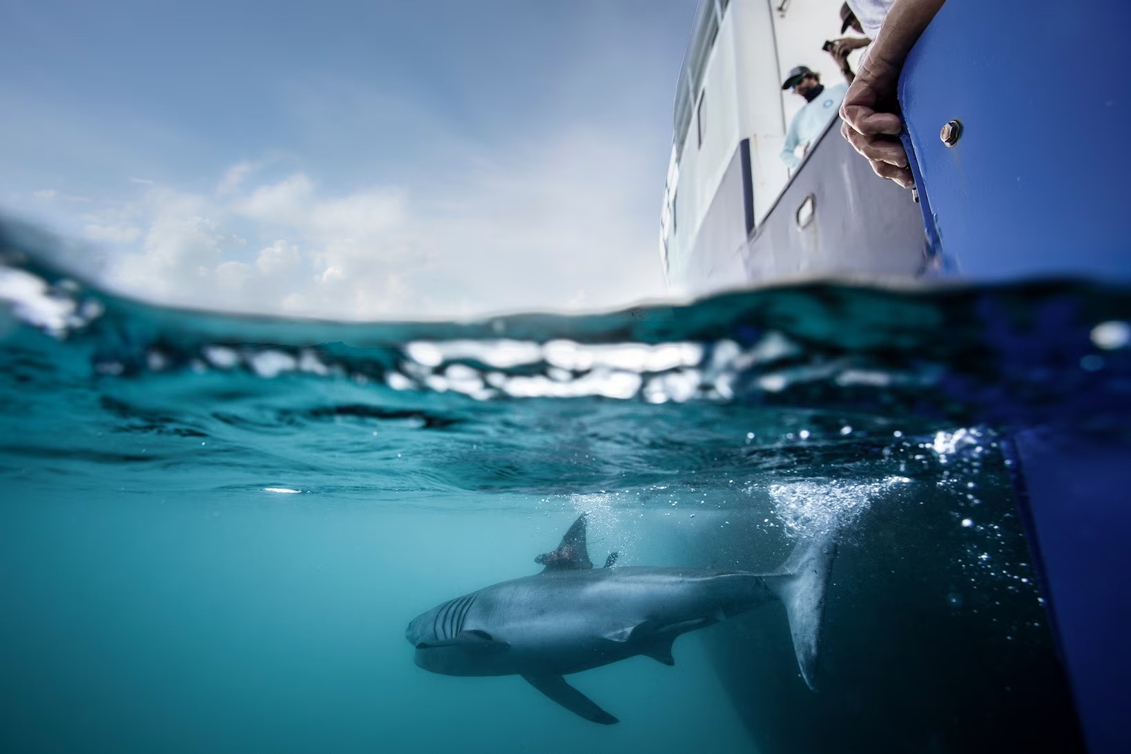 A great white shark swimming near a boat