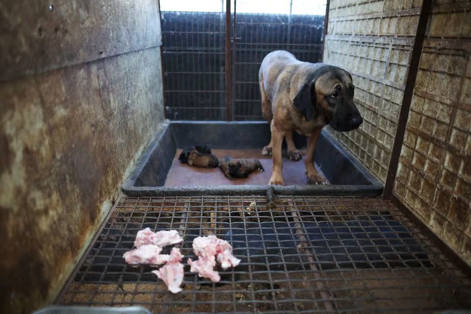 Puppies and their mother in a cage at a dog meat farm