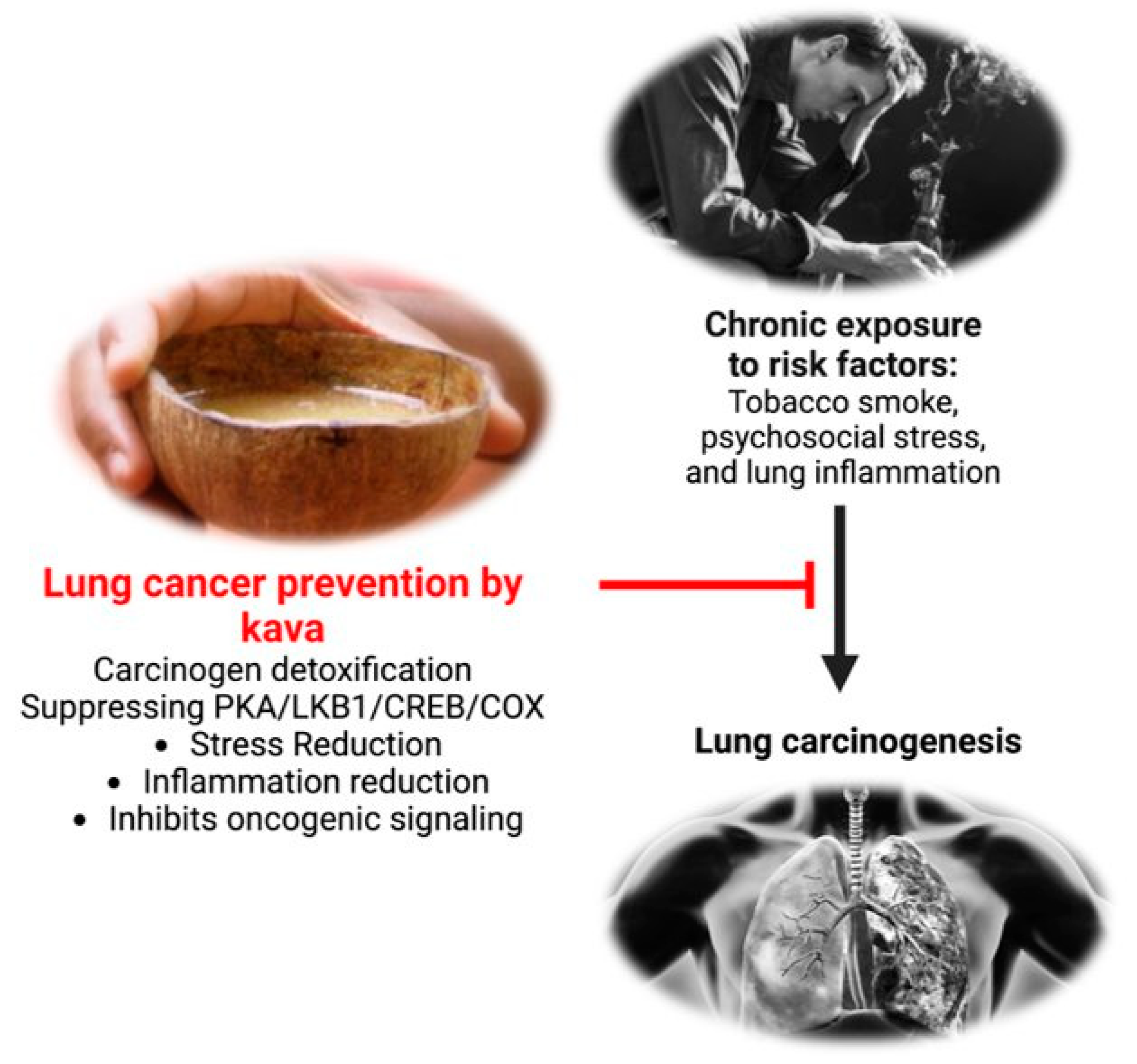 Kava for Lung Cancer