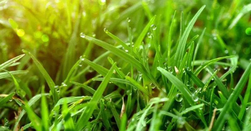 Grass blades with dew